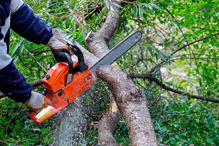 Tree Services